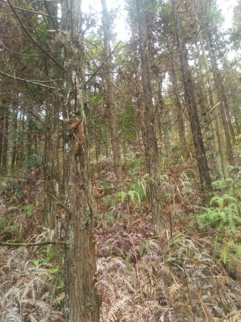 杉木原木建筑