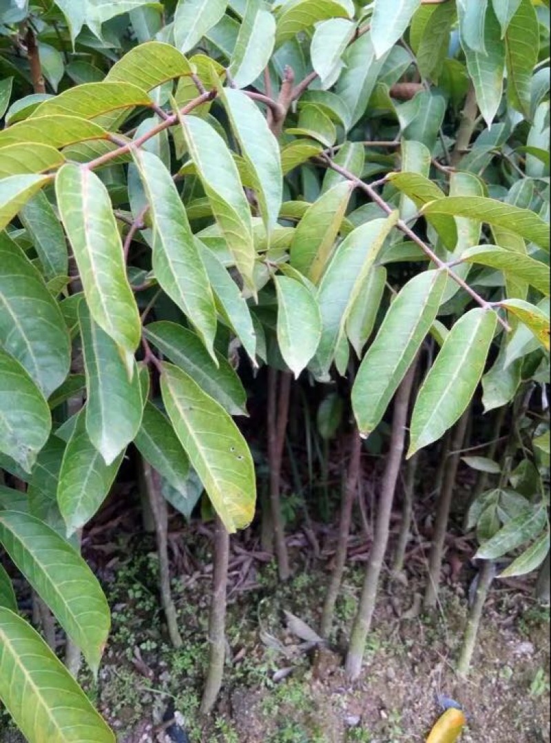 橄榄树苗杯苗三棱橄榄甜橄榄