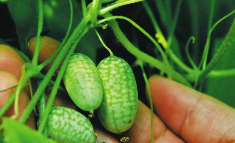 拇指西瓜2斤打底9成熟1茬