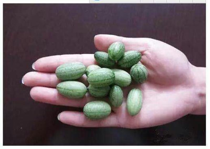 拇指西瓜2斤打底9成熟1茬