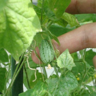 拇指西瓜2斤打底9成熟1茬