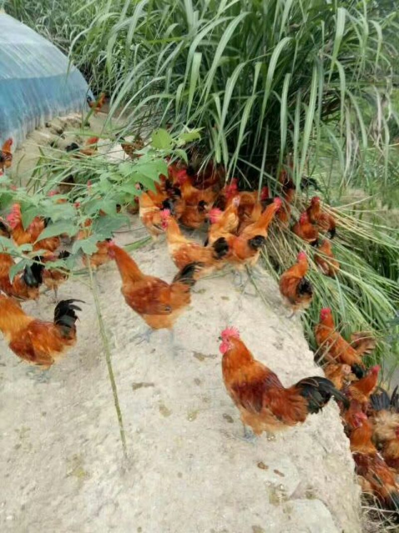青脚土鸡苗出壳苗35~45克雄