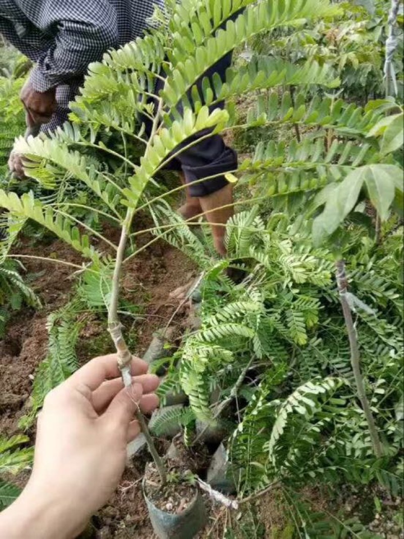 余甘果苗油甘果红油甘杯苗