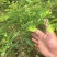 余甘果苗油甘果红油甘杯苗