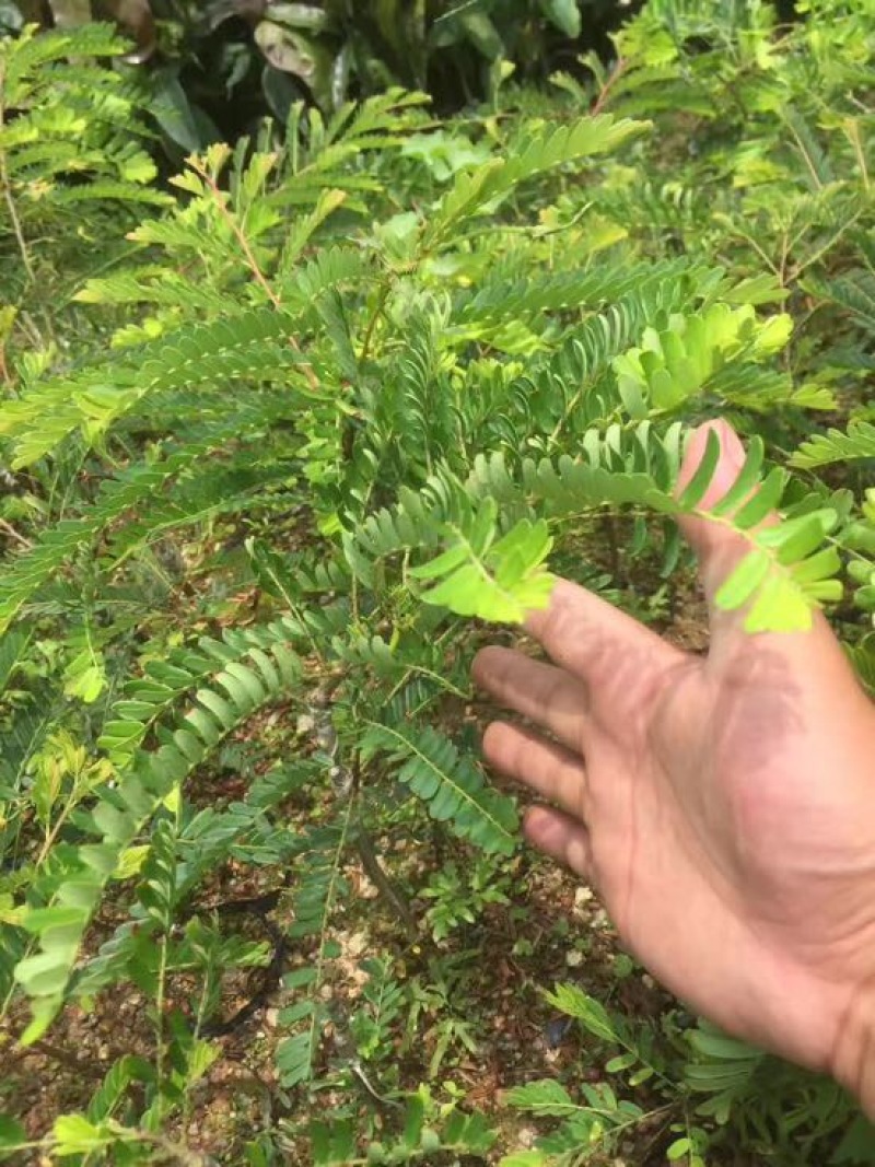 余甘果苗油甘果红油甘杯苗