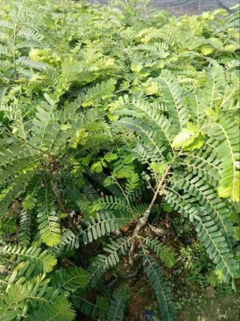 余甘果苗油甘果红油甘杯苗