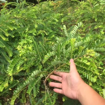 余甘果苗油甘果红油甘杯苗