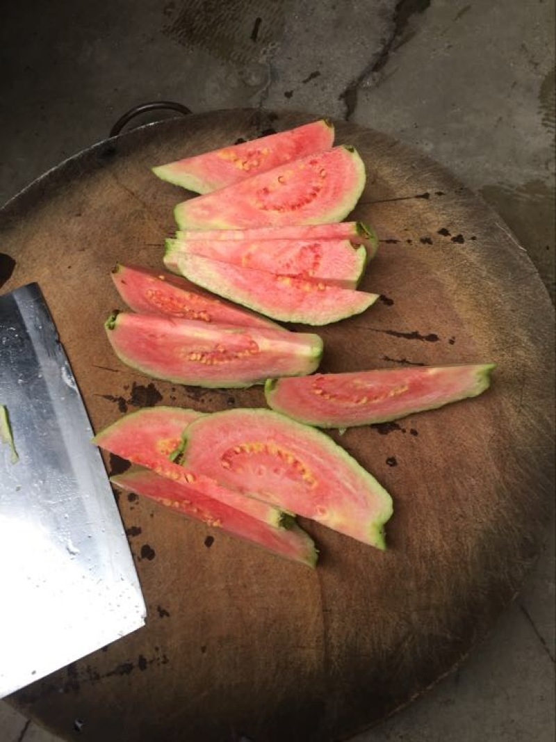 西瓜番石榴苗西瓜芭乐红心芭乐杯苗30-50CM