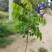 黄花梨树苗檀香海南黄花梨杯苗