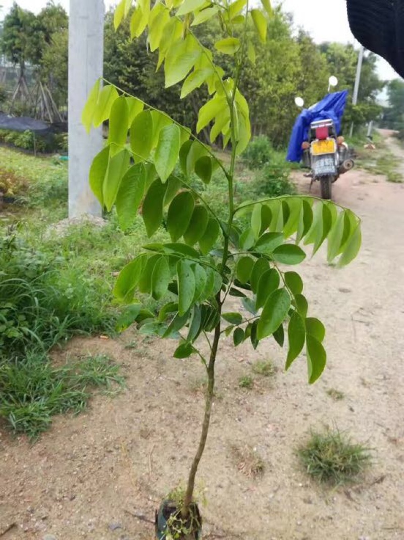 黄花梨树苗檀香海南黄花梨杯苗