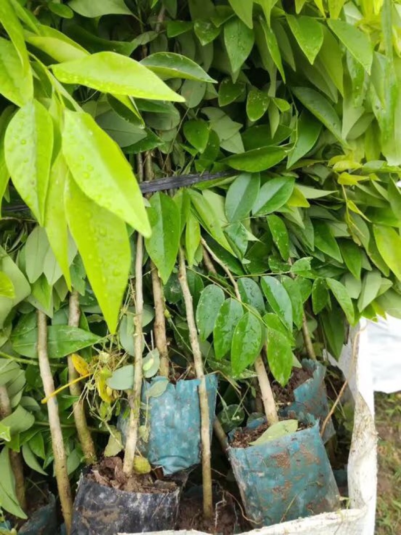 黄花梨树苗檀香海南黄花梨杯苗