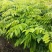 黄花梨树苗檀香海南黄花梨杯苗