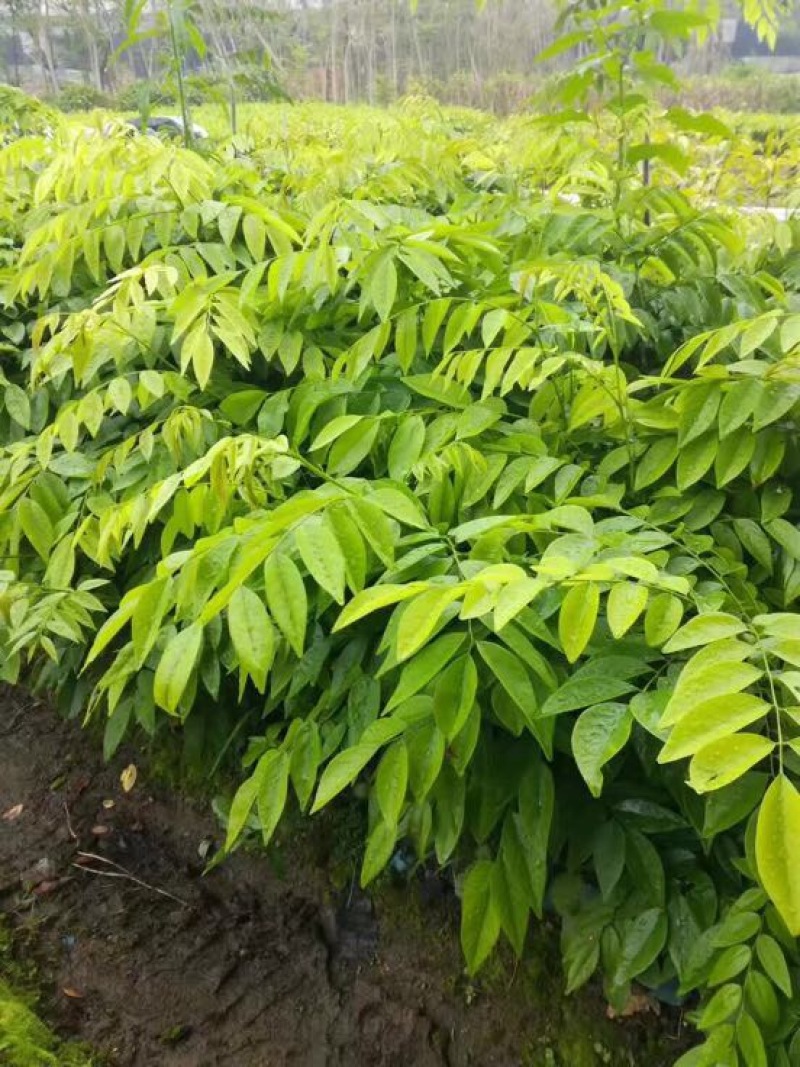 黄花梨树苗檀香海南黄花梨杯苗