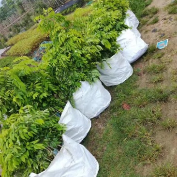 黄花梨树苗檀香海南黄花梨杯苗