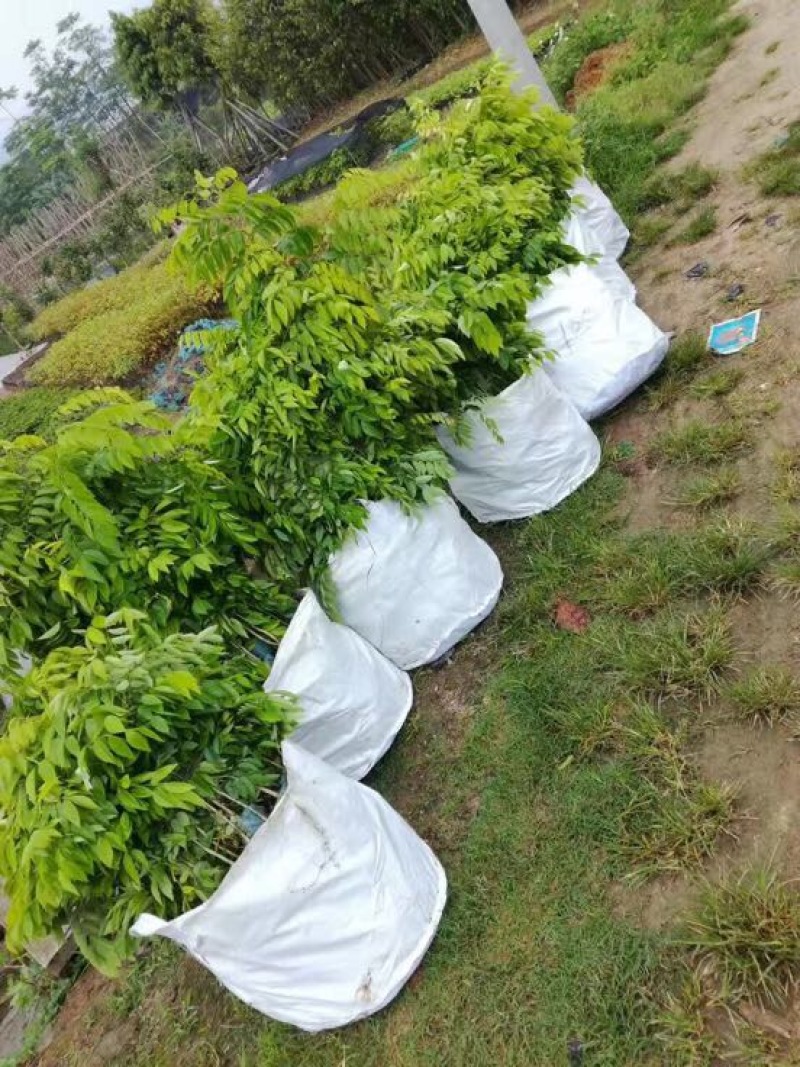 黄花梨树苗檀香海南黄花梨杯苗
