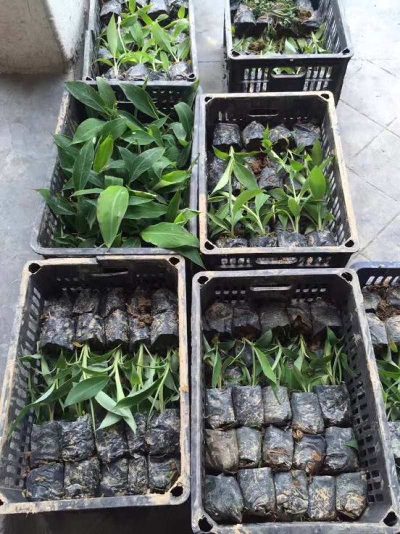 香蕉苗巴西蕉粉蕉袋苗征地复绿水果苗