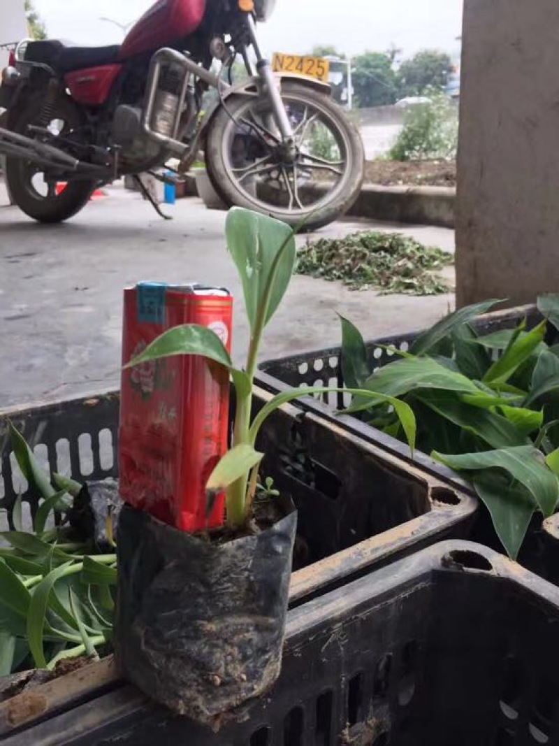 香蕉苗巴西蕉粉蕉袋苗征地复绿水果苗