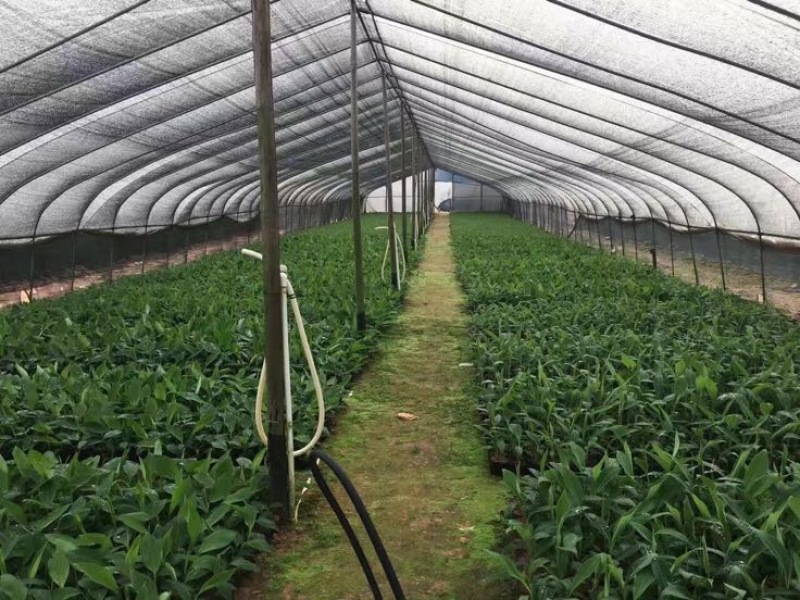 香蕉苗巴西蕉粉蕉袋苗征地复绿水果苗
