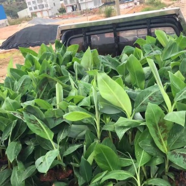 香蕉苗巴西蕉粉蕉袋苗征地复绿水果苗