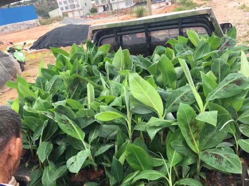 香蕉苗巴西蕉粉蕉袋苗征地复绿水果苗