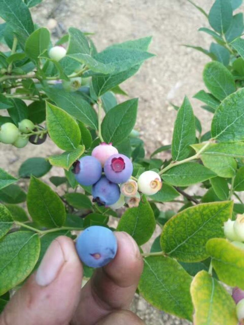 野生蓝莓鲜果2~4mm以上