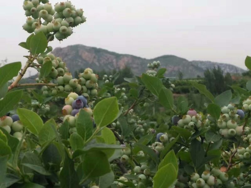 野生蓝莓鲜果2~4mm以上