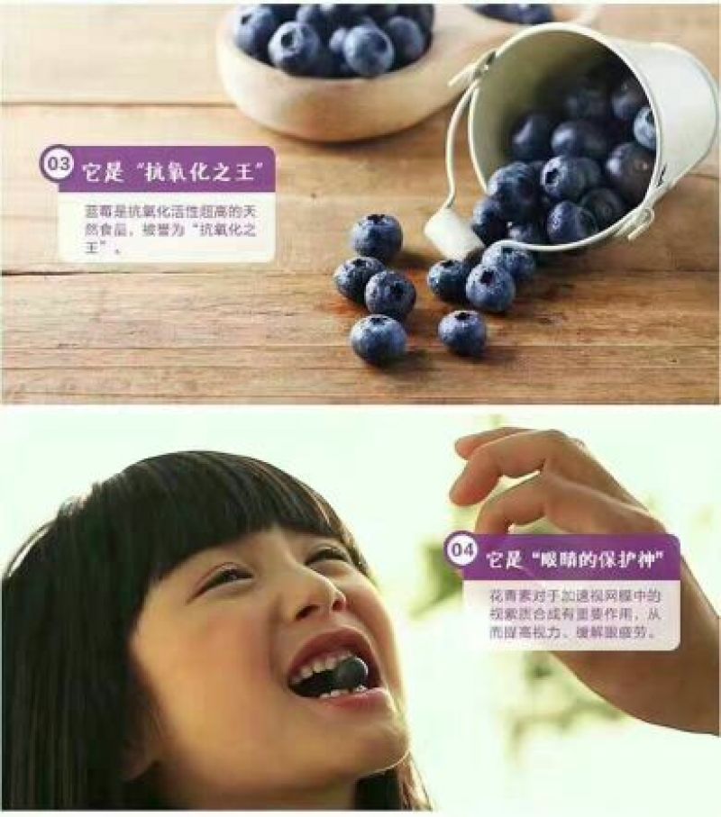 野生蓝莓鲜果2~4mm以上