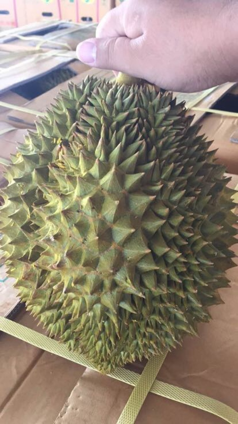金枕头榴莲