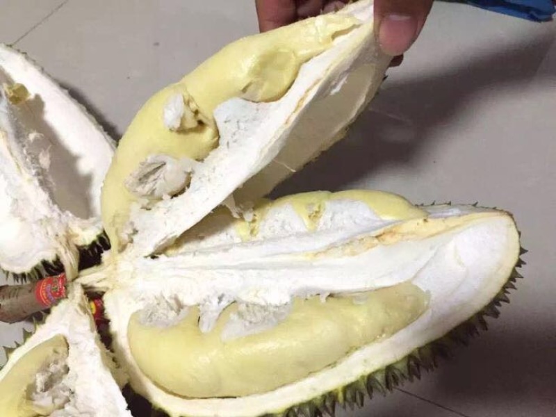 金枕头榴莲