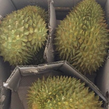 金枕头榴莲