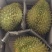 金枕头榴莲