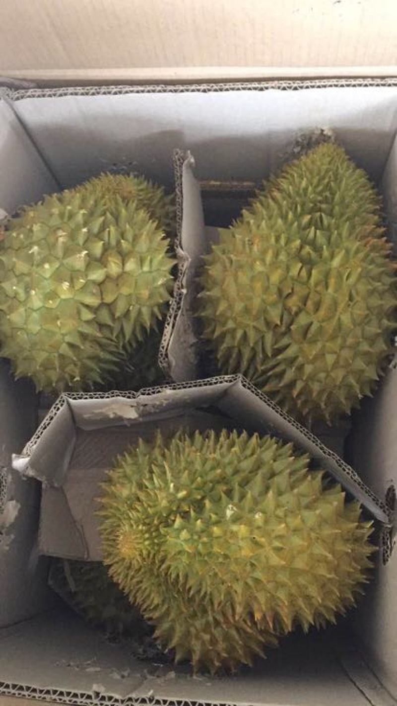 金枕头榴莲