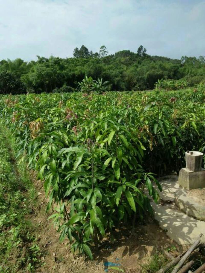 芒果苗1m以下