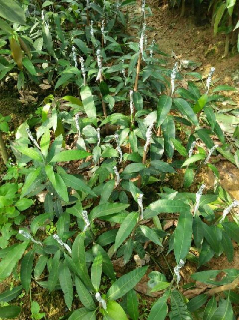 芒果苗1m以下