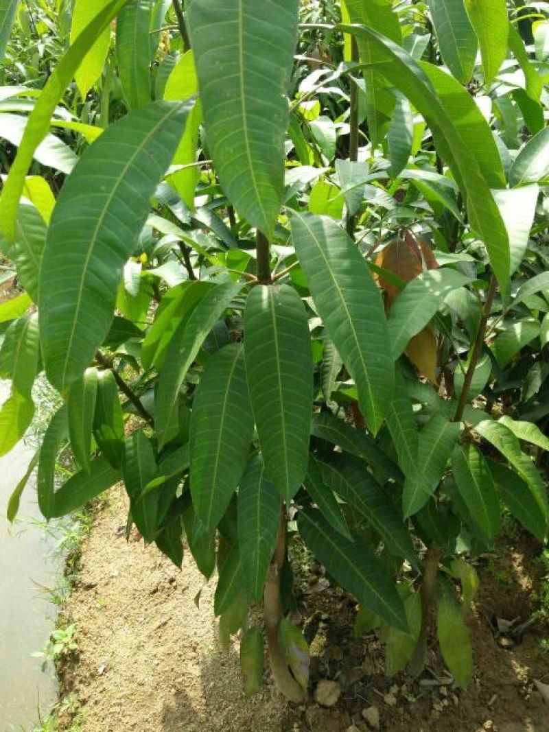芒果苗1m以下