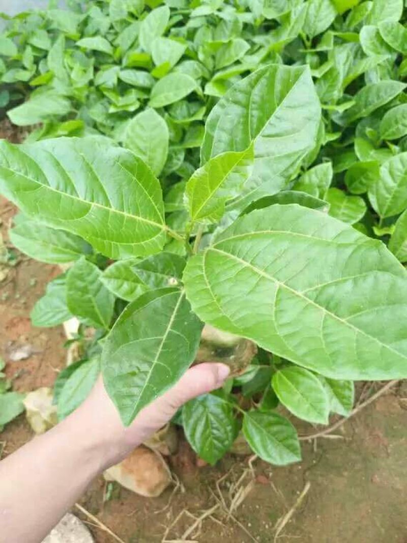 百香果苗10~20cm