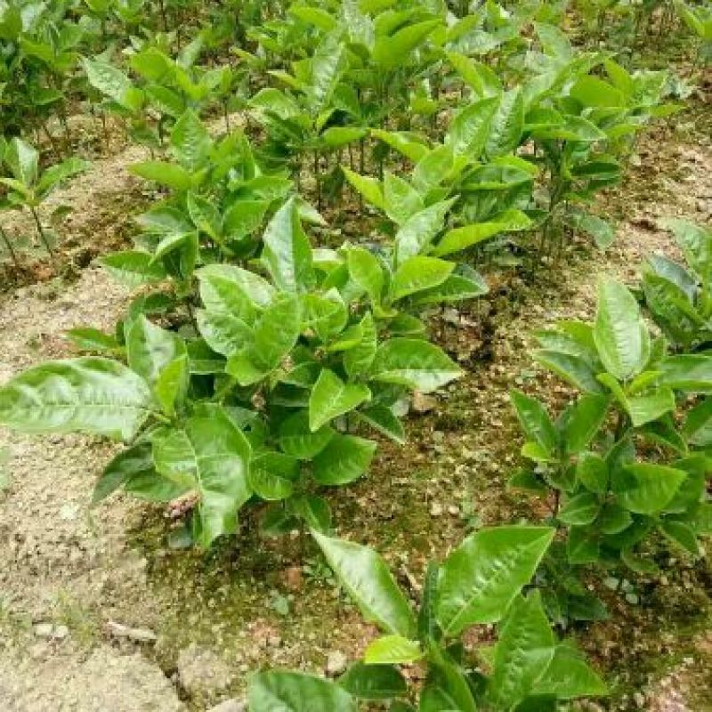 百香果苗10~20cm