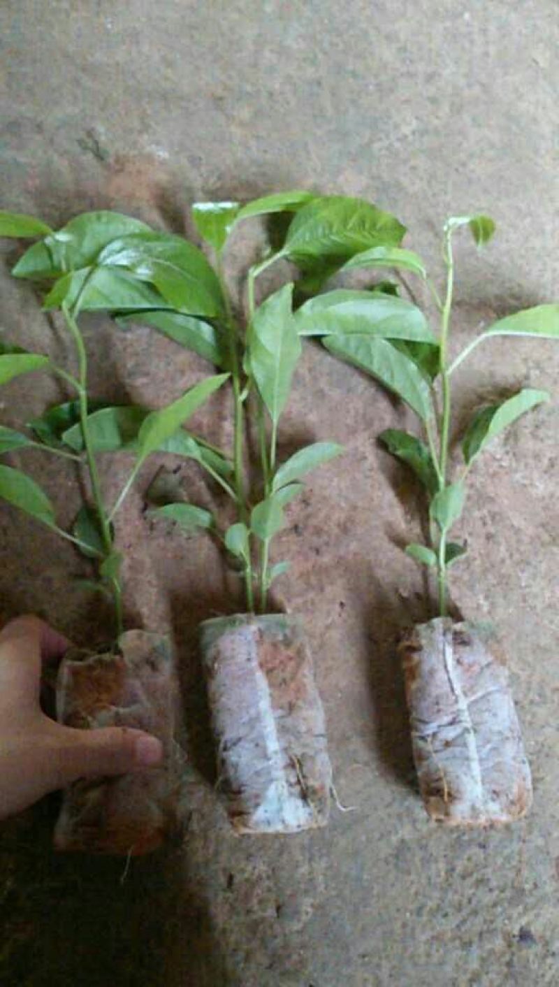 百香果苗10~20cm