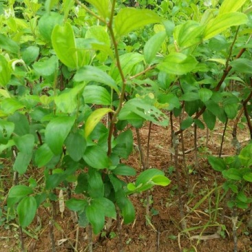 青枣苗30~50cm