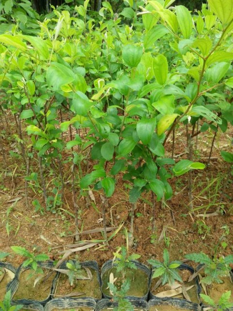 青枣苗30~50cm