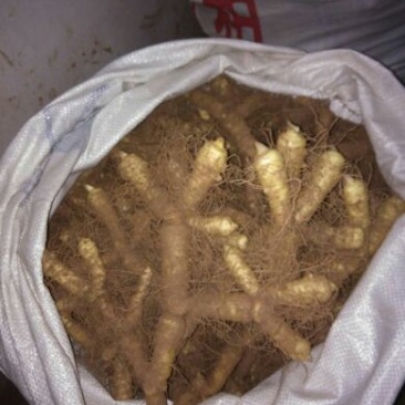 玉竹湿大量新鲜玉竹供应、基地直供