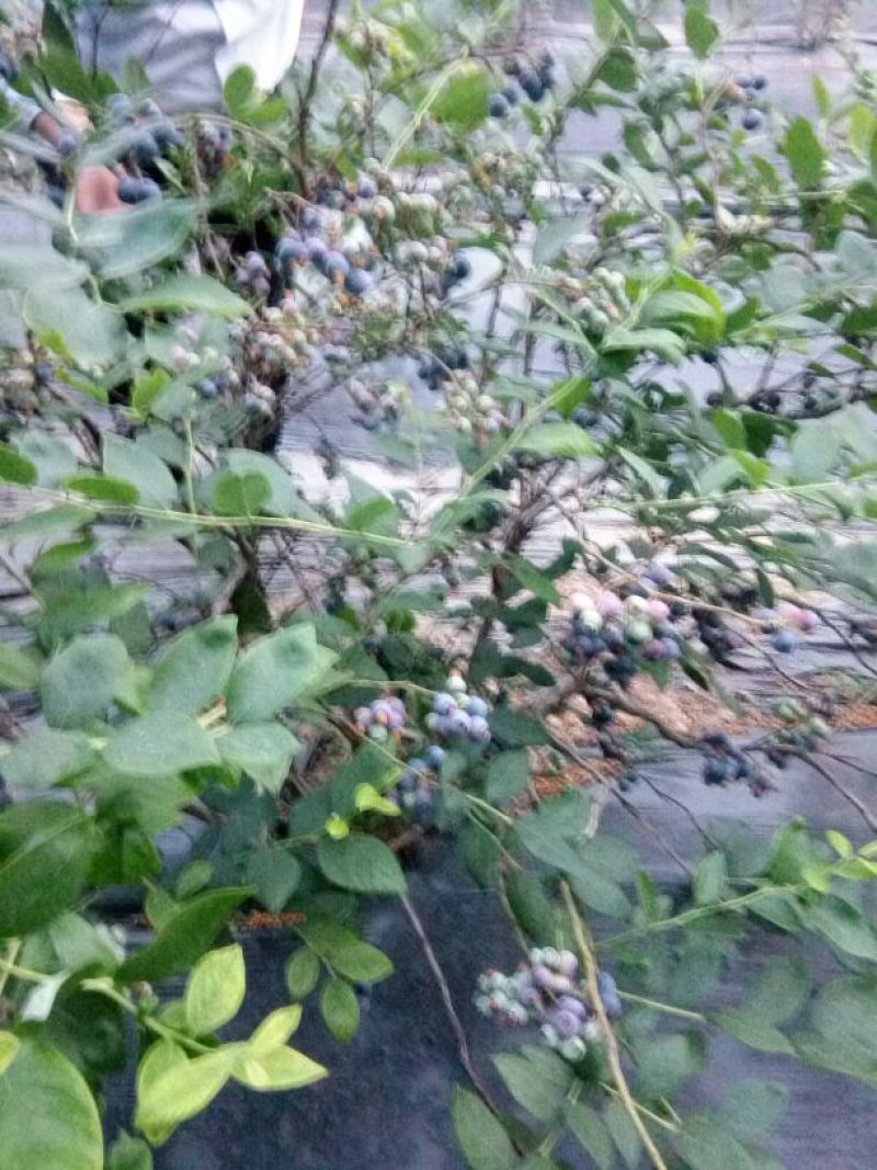 蓝丰蓝莓鲜果10~12mm以上