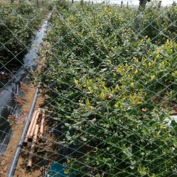 蓝丰蓝莓鲜果10~12mm以上