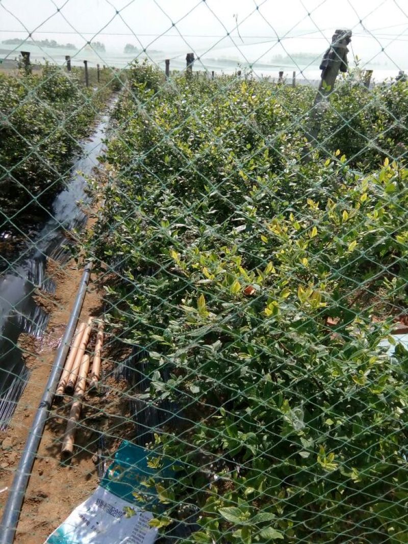 蓝丰蓝莓鲜果10~12mm以上