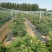蓝丰蓝莓鲜果10~12mm以上