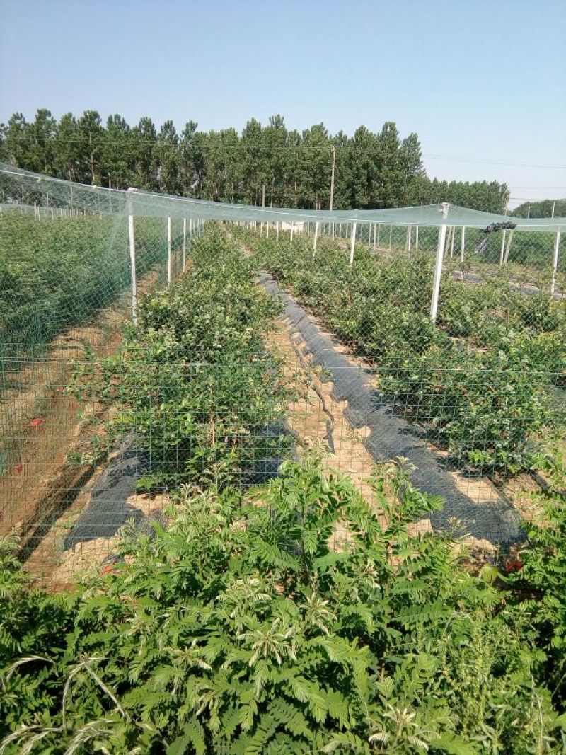 蓝丰蓝莓鲜果10~12mm以上