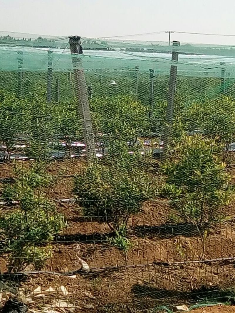蓝丰蓝莓鲜果10~12mm以上