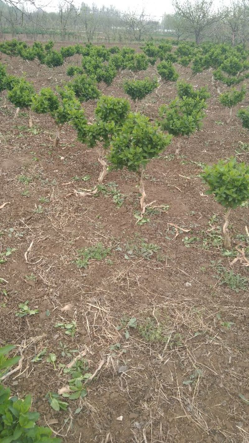 金银花小苗，大苗，老桩，量大规格多欢迎下单