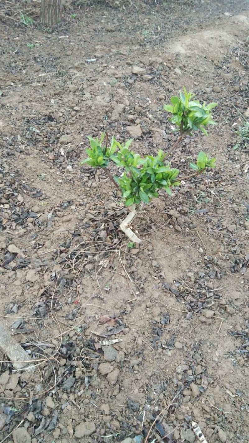 金银花小苗，大苗，老桩，量大规格多欢迎下单