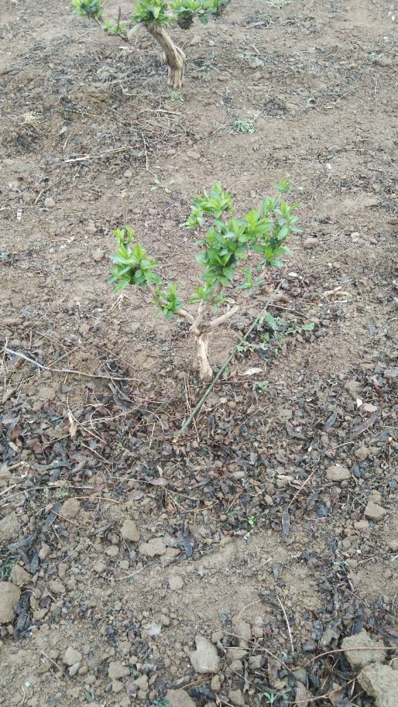 金银花小苗，大苗，老桩，量大规格多欢迎下单